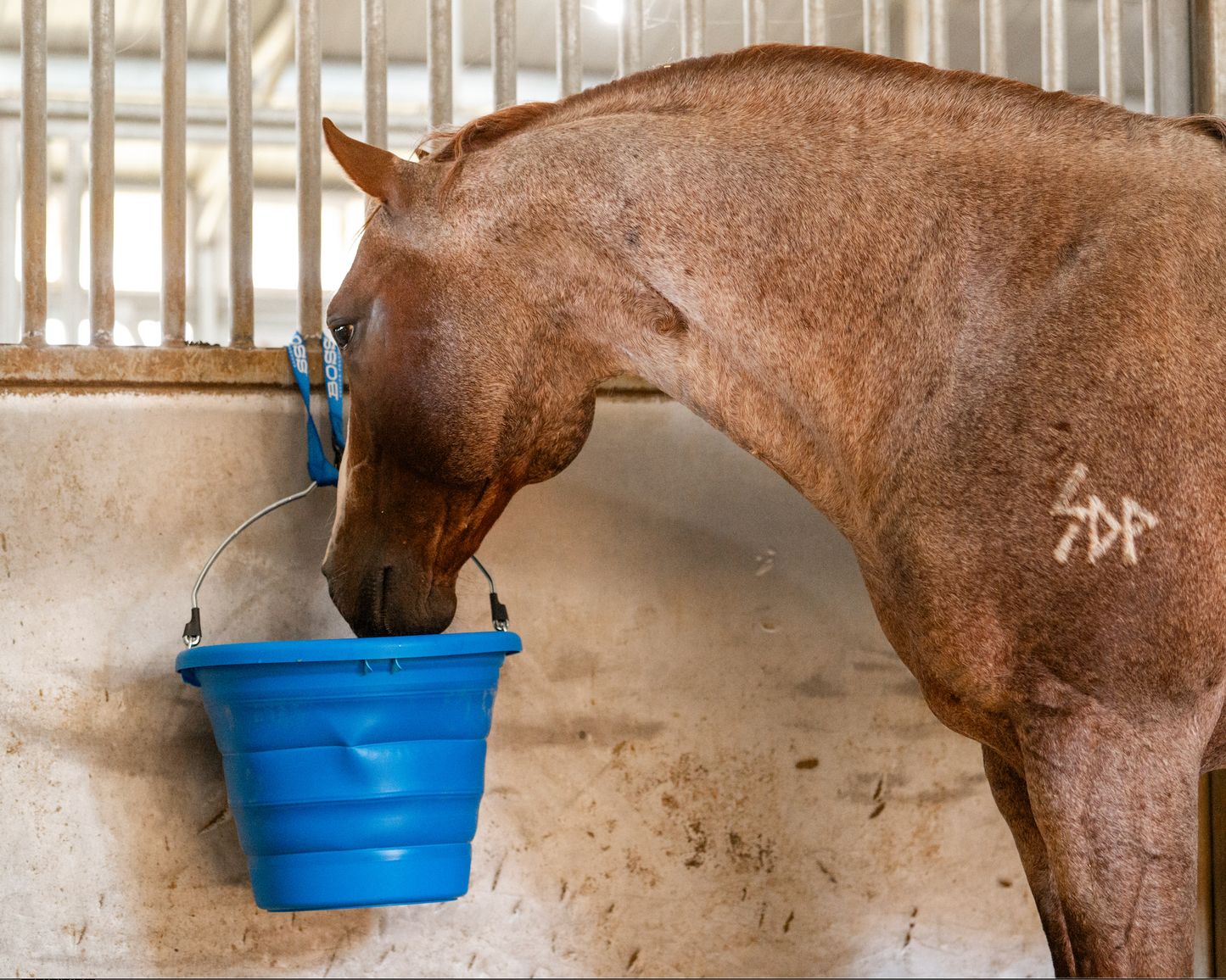 Boss Bucket - Cowboy Cobalt